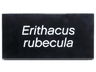 Tile 2 x 4 with White 'Erithacus rubecula' Pattern