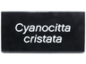 Tile 2 x 4 with White 'Cyanocitta cristata' Pattern
