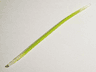 Hose, Flexible Ribbed with 8mm Ends 19L / 15.2cm with Molded Lime Center Pattern