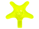 Starfish / Sea Star