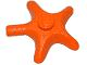 Starfish / Sea Star