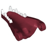 Dragon Head (Fantasy Era / Castle) Jaw Lower with White Teeth Pattern