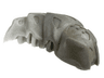 Bionicle Rahkshi Kraata Stage 1 with Marbled Pattern (list head color, describe the rest)