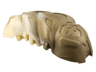 Bionicle Rahkshi Kraata Stage 1 with Marbled Pattern (list head color, describe the rest)